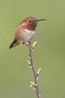 Rufous Hummingbird (Selasphorus rufus), British Columbia, Canada