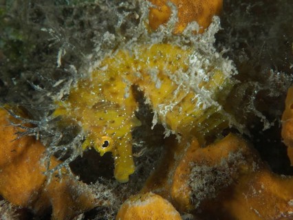 A yellow long-snouted seahorse (Hippocampus guttulatus), hidden on a golden sponge (Aplysina