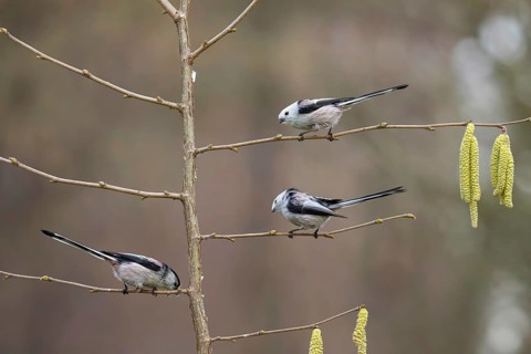 Long-tailed tits (Aegithalos caudatus), Germany