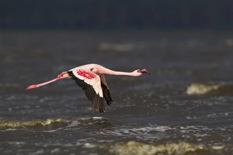 Lesser Flamingo (Phoeniconaias minor) flying, Lake Nakuru, Kenya