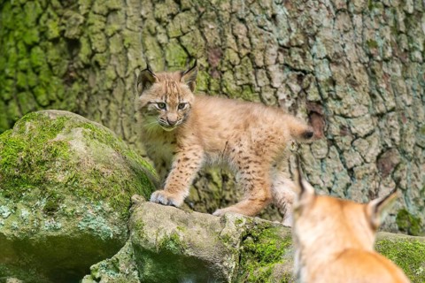 Eurasian lynx (Lynx lynx) cub (youngster) in a forest, Bavaria, Germany