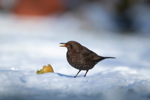 Eurasian blackbird (Turdus merula) adult male garden bird feeding on a pear fruit on a snow covered