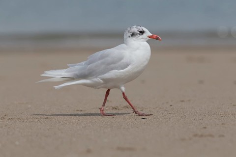 Mediterranean Gull (Ichthyaetus melanocephalus), Wales, United Kingdom