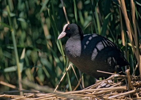 Eurasian Coot Coot, Fulica Atra, Birds, Coot Rail, Gruiformes, Crane Birds, Rails, Rallidae, Birds,