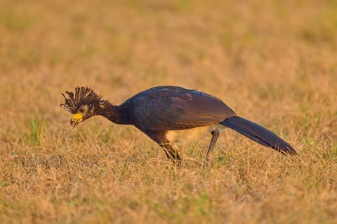 A bird with a feathered cap looking for food in a meadow, naked-faced cockatoos (Crax fasciolata),