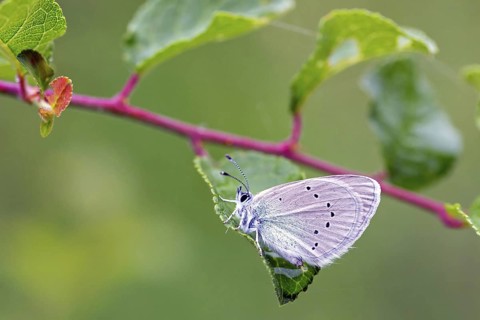 Alexis Blue, (Glaucopsyche alexis), Animals, Insects, Butterflies, Butterflies, Muselievo, Bulgaria