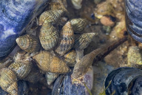 A beach goby (Pomatoschistus microps) searches for food between net snails (Nassarius reticulatus),