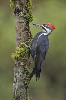 Pileated Woodpecker (Dryocopus pileatus), British Columbia, Canada