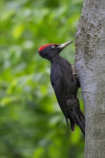 Black Woodpecker (Dryocopus martius) male at nest cavity, Bulgaria
