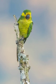 Yellow-eared Parrot (Ognorhynchus icterotis) perched on a branch in the mountains of Colombia,