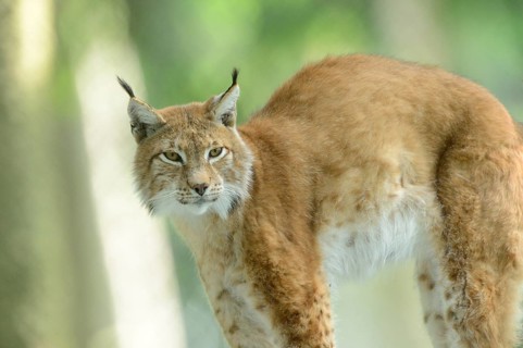 Close-up of a Eurasian lynx (lynx lynx) in a forest in spring, Bavaria, Germany