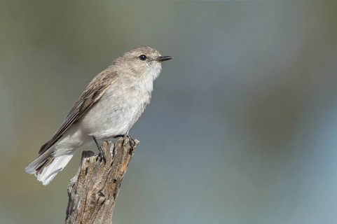 Jacky Winter (Microeca fascinans), Victoria, Australia
