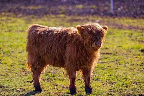 One Highland calf (Bos (primigenius) taurus) stands on a meadow