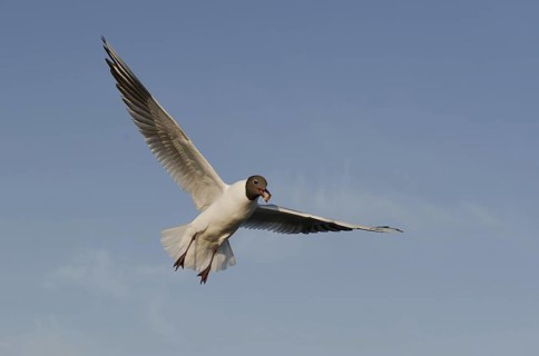 Black-headed Gull (Chroicocephalus ridibundus) flying, Mecklenburg-Western Pomerania, Germany