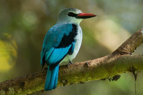 Woodland Kingfisher (Halcyon senegalensis), Ethiopia