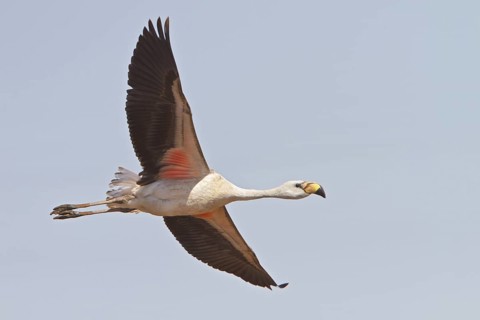 James's Flamingo (Phoenicopterus jamesi) in flight in Bolivia, South America