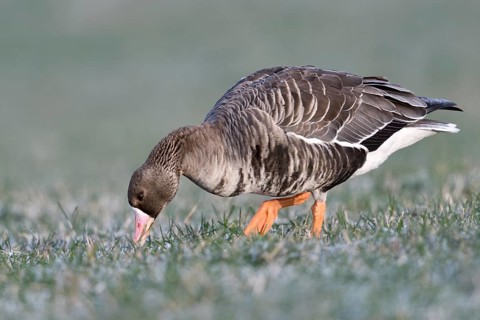 Halm für Halm... Blässgans *Anser albifrons* bei der Äsung auf einer gefrorenen Wiese