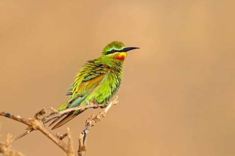 Blue-cheeked Bee-eater, (Merops persicus), family of bee-eaters, bird on perch, Al Mughsyal,