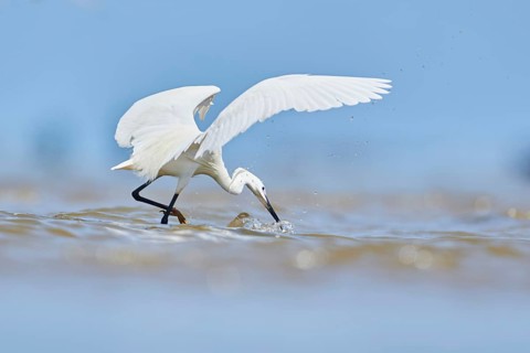 Little egret (Egretta garzetta) walking at the shore, hunting, sea, ebro delta, Catalonia, Spain