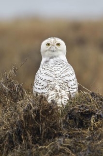 Snowy Owl (Bubo scandiacus) juvenile female, British Columbia, Canada