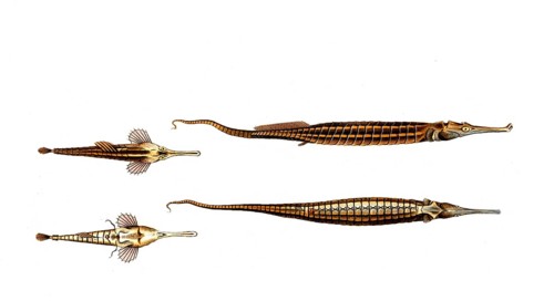 Fish, Fish, left: Pegasus natans, Der Schwimmer, The Swimmer. right, Syngnathus biaculeatus, Die