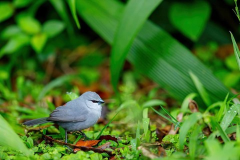 Black-tailed finch, (Estrilda perreini), migratory bird, family of finches, Africa, iSimangaliso