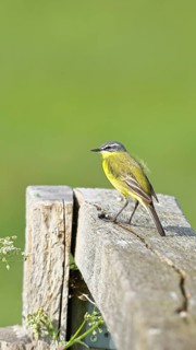 Yellow wagtail (Motacilla flava), on a pasture fence post, Dümmer, Lake Dümmer, Ochsenmoor, Hüde,