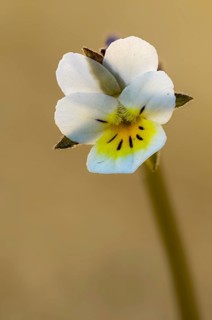 Field pansies, pansies, viola arvensis, field pansy, flora, high size, vertical format, plants,