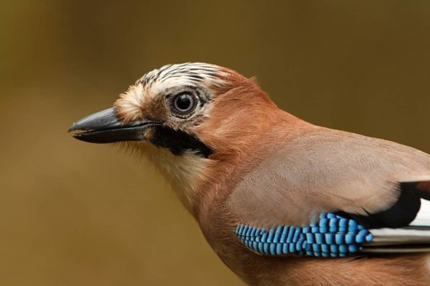 Eurasian Jay (Garrulus glandarius), Utrecht, Netherlands