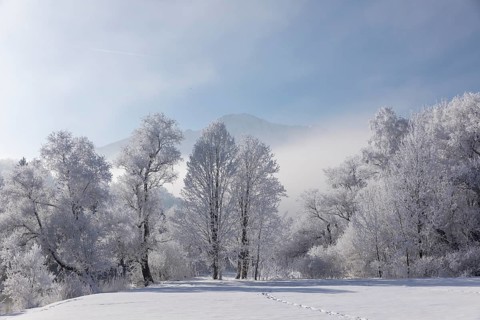 Lake Kochelsee in Bavaria, Germany. River Loisach leaving the lake. Winter, hoar frosted trees