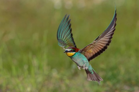 Bee-eater, (Merops apiaster), flight photo, Tiszaalpár, Kiskunsági National Park, Bács-Kiskun,