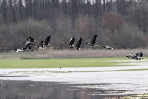 White-fronted Geese (Anser albifrons) and White-fronted Geese (Branta leucopsis), Emsland, Lower