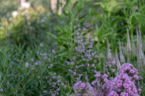 Meadow rue (Thalictrum), Netherlands