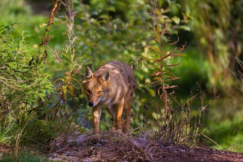 One golden jackal (Canis aureus) walks at a forest edge