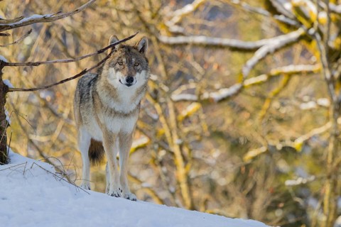 A young grey wolf (Canis lupus lupus) stands on a sloping, snow-covered meadow at the edge of a