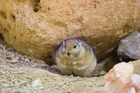 A fat sand rat (Psammomys obesus) sits under a stone, eating something