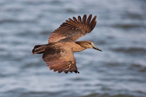 Hamerkop (Scopus umbretta) flying, Lake Awasa, Ethiopia
