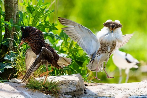 Two ruffs in active interaction, one flapping its wings, the other preparing for action, ruff