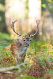 European fallow deer (Dama dama) buck in a forest, Hesse, Germany
