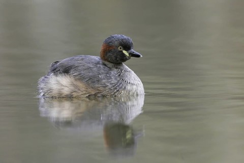 Australasian Grebe (Tachybaptus novaehollandiae), Victoria, Australia