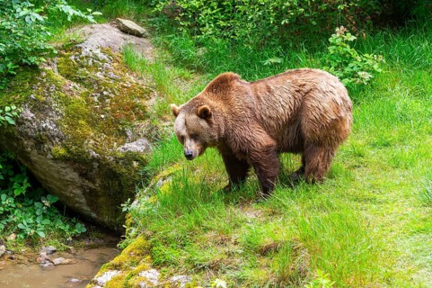 Eurasian brown bear (Ursus arctos arctos) standing on a meadow, Bavarian Forest, Bavaria, Germany