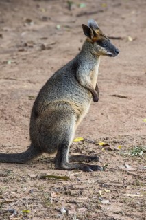 Kangaroo (macropods), Lone Pine sanctuary, Brisbane, Queensland, Australia