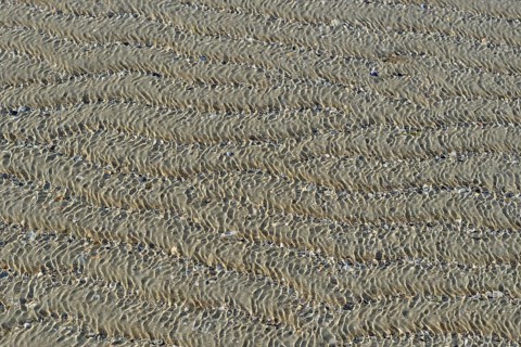Sandy beach beach, current ripples and shells washed over by steady waves, North Sea, Norderney,