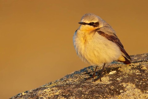 Northern Wheatear (Oenanthe oenanthe) perched on the tundra in Nome, Alaska