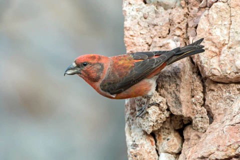 Red Crossbill (Loxia curvirostra) male, Spain