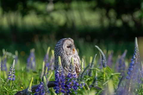 One Ural owl (Strix uralensis) sitting on a branch lying in a field of flowering lupines in late