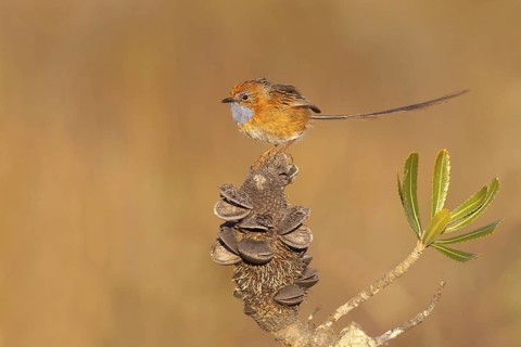 Southern Emu-wren (Stipiturus malachurus), New South Wales, Australia