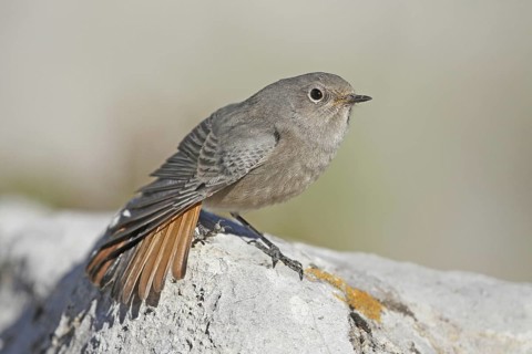 Black Redstart (Phoenicurus ochruros) juvenile, St. Gallen, Switzerland