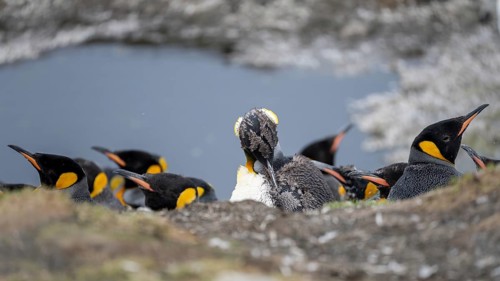 King penguins (Aptenodytes patagonicus), group of resting adults with an animal in moult, St.