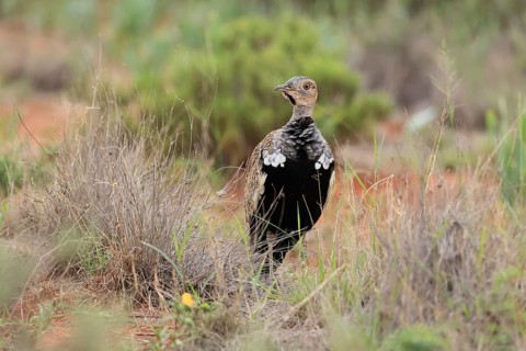 Red-crested Bustard (Lophotis ruficrista), adult, foraging, vigilant, Mokala National Park, South